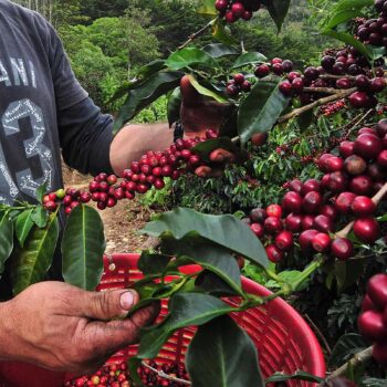 Main d'un récoltant cueillant des cerises de café rouges mûres sur une branche, avec un panier rouge en premier plan