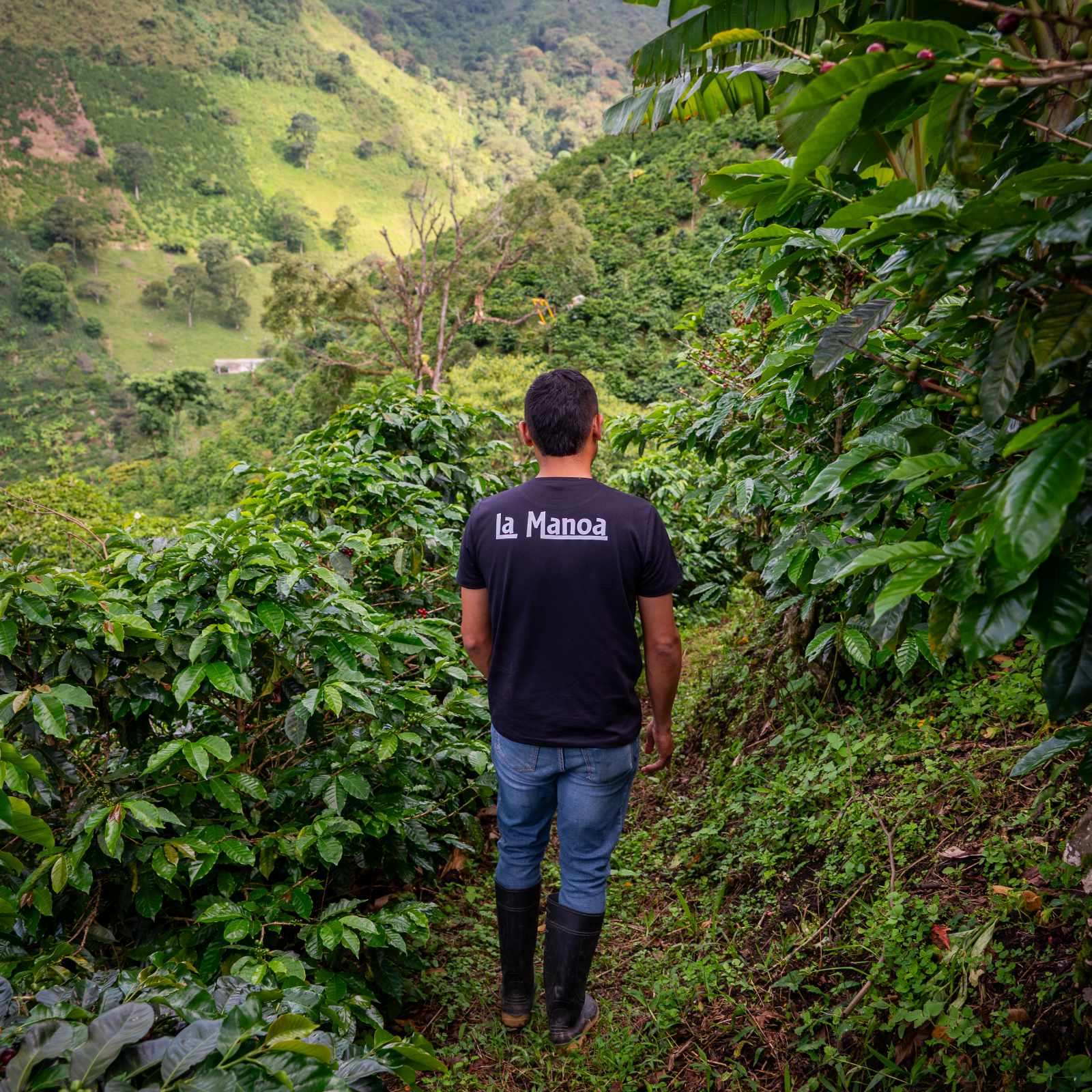 Homme portant un t-shirt noir avec l'inscription 'la Manoa' marchant dans une plantation de café verdoyante en Colombie