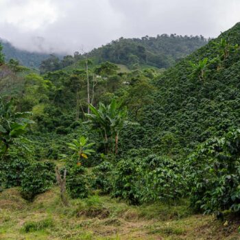 Plantations de café verdoyantes sur une colline luxuriante en Colombie, avec des bananiers et des montagnes brumeuses en arrière-plan