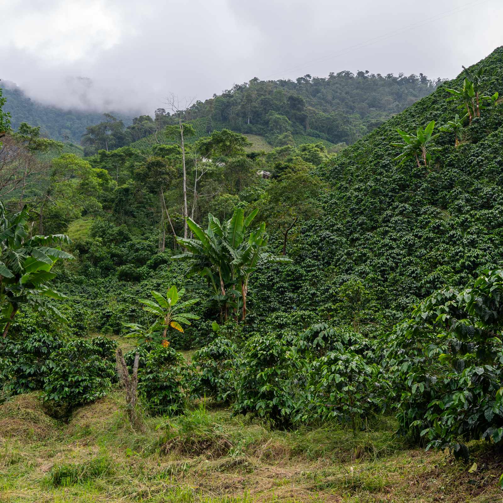 Plantations de café verdoyantes sur une colline luxuriante en Colombie, avec des bananiers et des montagnes brumeuses en arrière-plan
