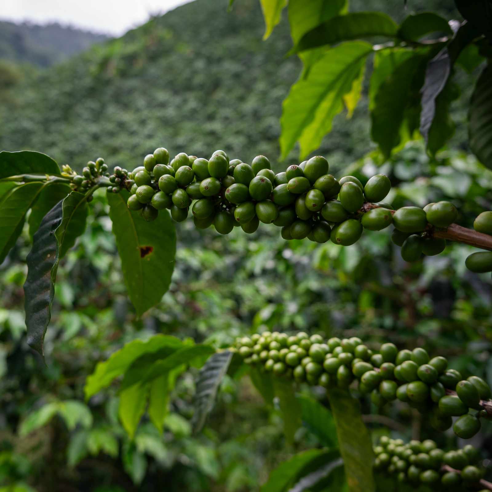 Rameau de caféier portant de nombreuses cerises de café vertes non mûres, sur fond de plantation de café verdoyante en Colombie
