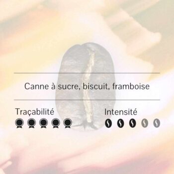 Deux personnes triant des grains de café de différentes couleurs dans des bacs en plein air, processus de séchage et de tri du café au Guatemala