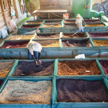 Deux personnes triant des grains de café de différentes couleurs dans des bacs en plein air, processus de séchage et de tri du café au Guatemala