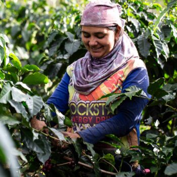 Paysage de montagnes brumeuses en Colombie, avec des collines verdoyantes et des arbres luxuriants au premier plan, évoquant le terroir du café Bourbon Rose