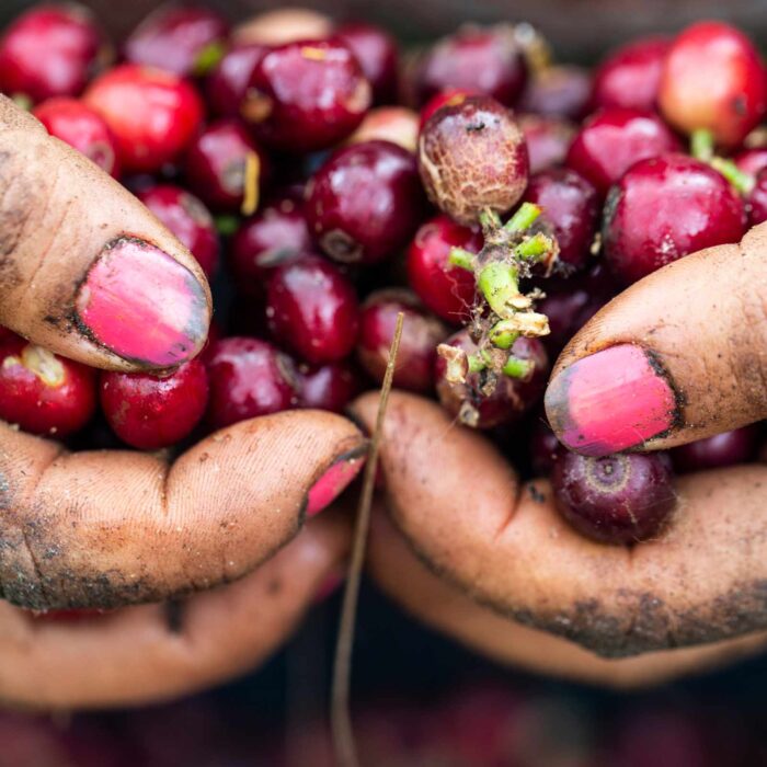 Mains de récoltant de café tenant des cerises de café Bourbon Rose rouges et mûres, certaines encore attachées à leur tige, avec de la terre sur les doigts et des ongles vernis de rose.