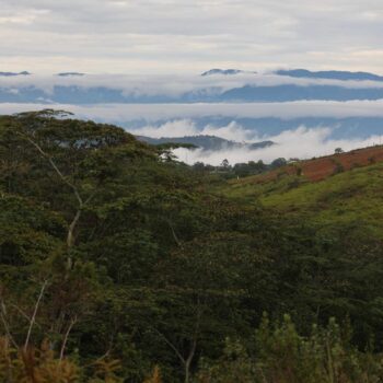 Paysage de montagnes brumeuses en Colombie, avec des collines verdoyantes et des arbres luxuriants au premier plan, évoquant le terroir du café Bourbon Rose
