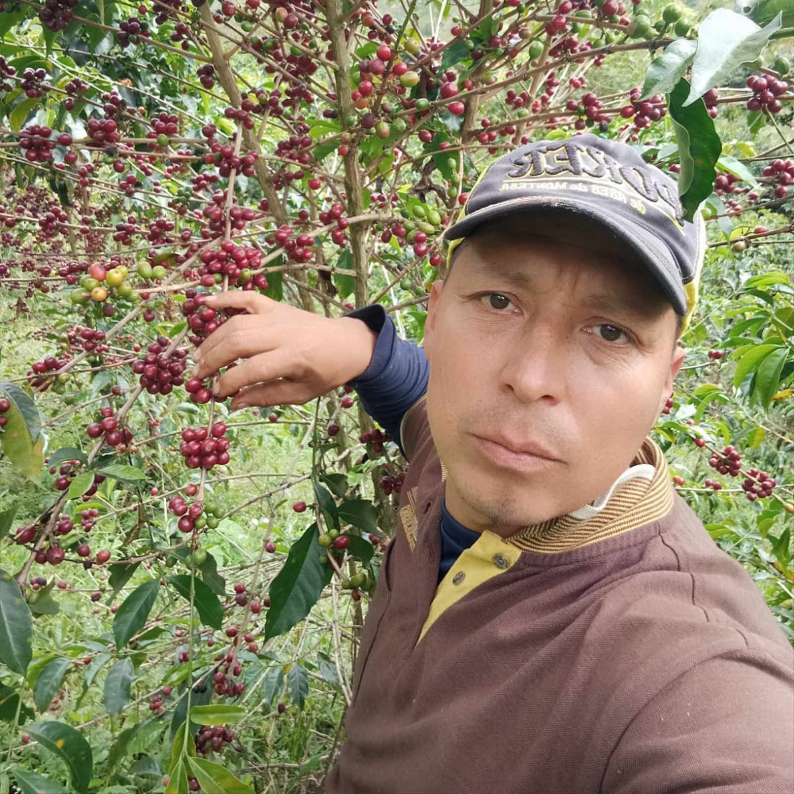 Un homme souriant, portant une casquette et un polo marron, se tient dans une plantation de caféiers, touchant des cerises de café rouges mûres sur une branche.