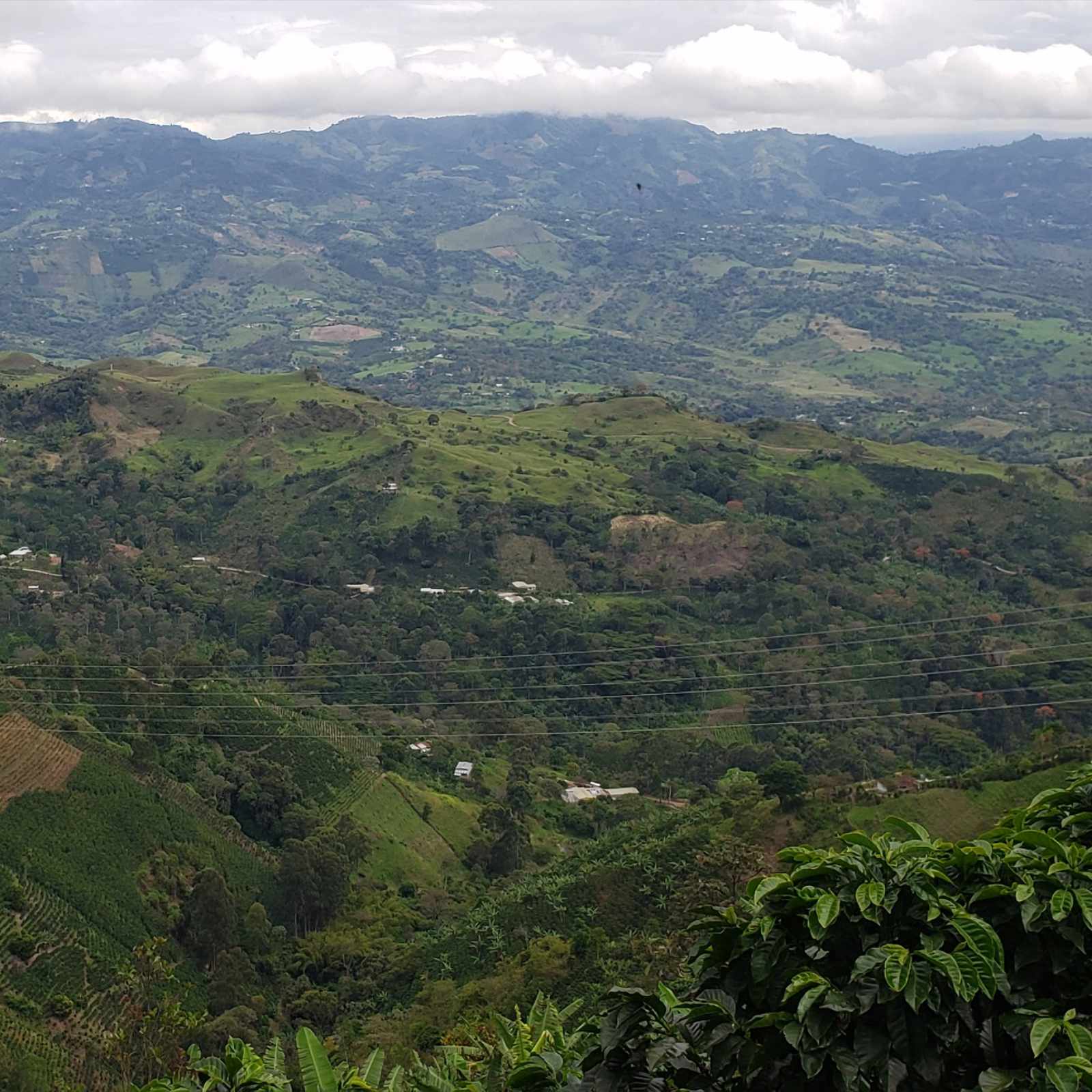 Paysage de montagnes verdoyantes en Colombie, avec des plantations de café visibles sur les pentes, sous un ciel nuageux