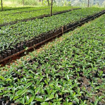 Pépinière de jeunes plants de caféier Wush Wush en sacs de culture, alignés en rangées sur un terrain en pente