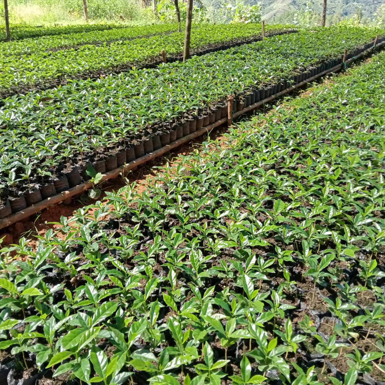 Pépinière de jeunes plants de caféier Wush Wush en sacs de culture, alignés en rangées sur un terrain en pente