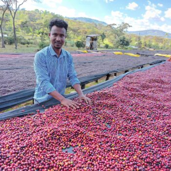 Un homme souriant se tient derrière une grande quantité de cerises de café rouges séchant sur des lits africains, dans un paysage verdoyant en Éthiopie.
