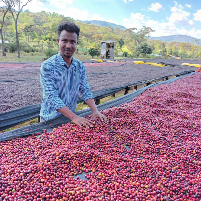 Un homme souriant se tient derrière une grande quantité de cerises de café rouges séchant sur des lits africains, dans un paysage verdoyant en Éthiopie.