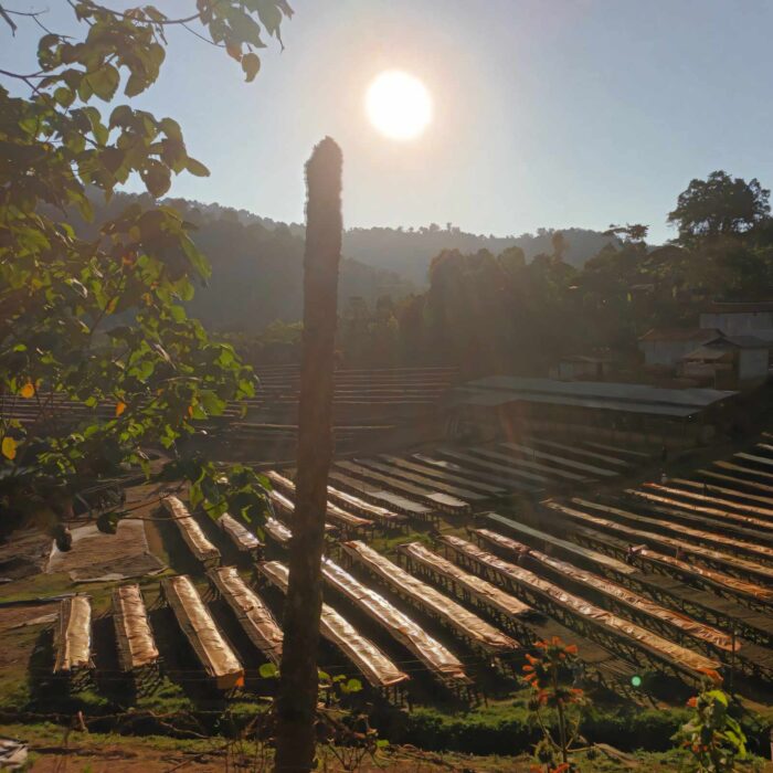 Plantations de café éthiopien Guji sous le soleil levant, avec des lits de séchage alignés et des collines verdoyantes en arrière-plan