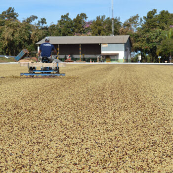Ouvrier agricole sur un tracteur étalant les grains de café Yellow Beetle pour le séchage au soleil sur un patio au Brésil, région du Cerrado Mineiro