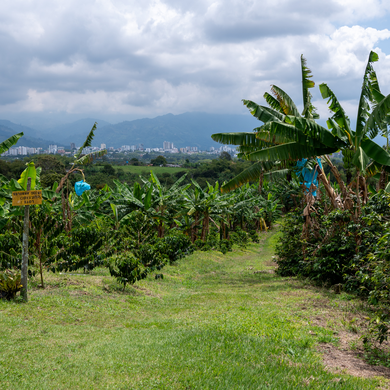 Colombie - Quindio - La Primavera – Image 2