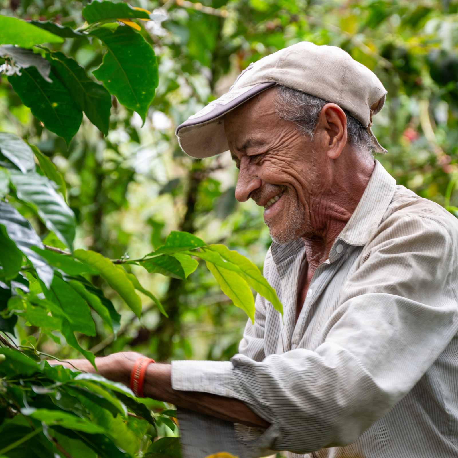 Colombie - Quindio - La Primavera – Image 3