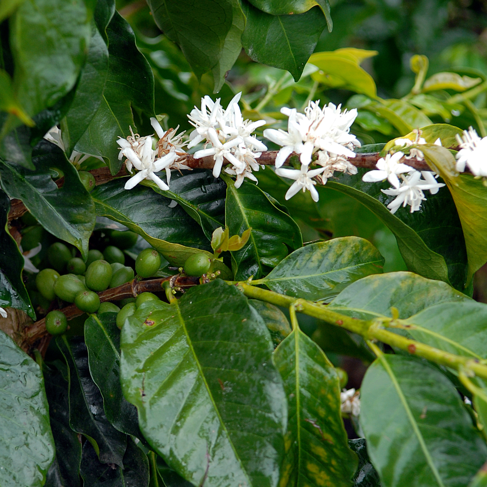 Colombie - Quindio - La Primavera – Image 5