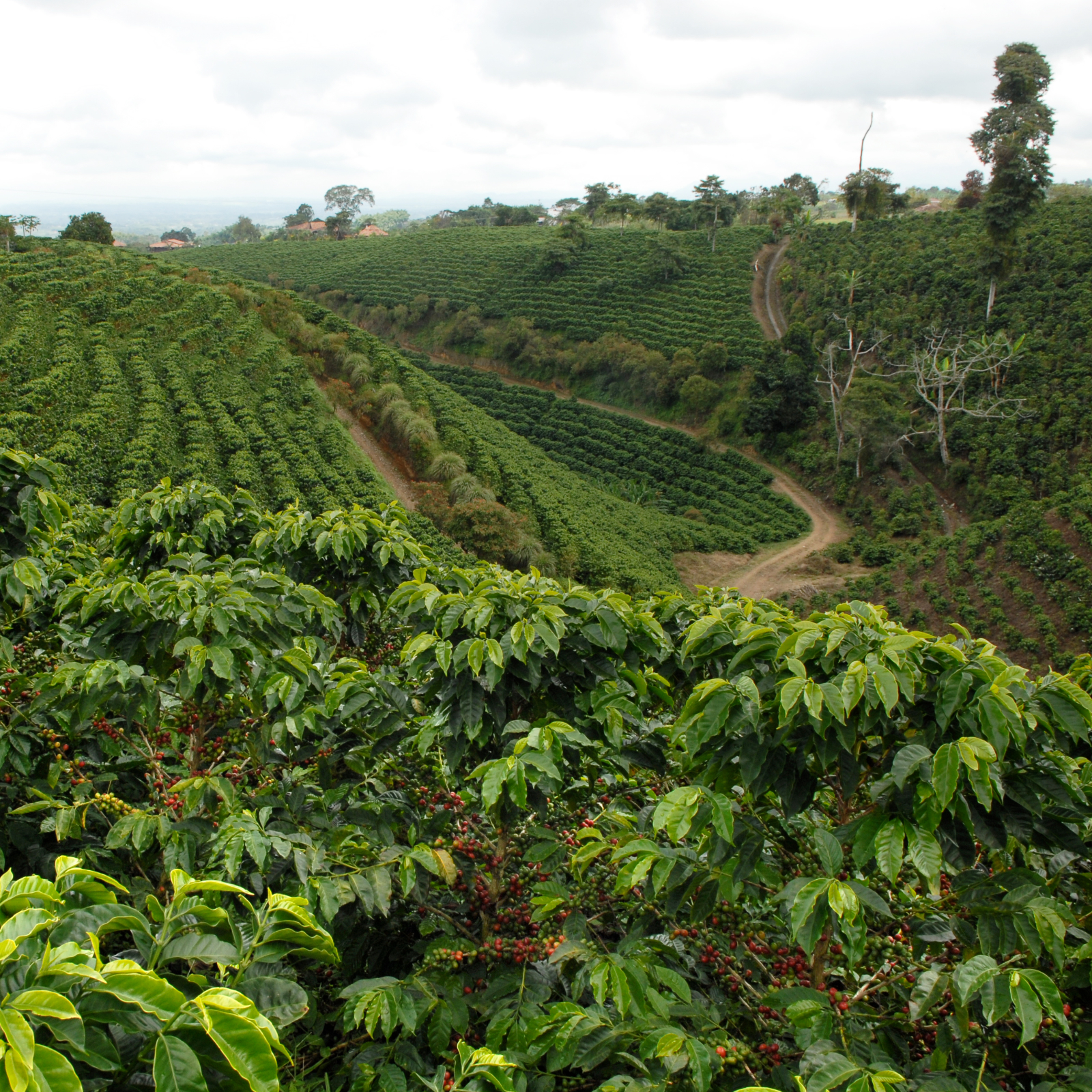 Colombie - Quindio - La Primavera – Image 6