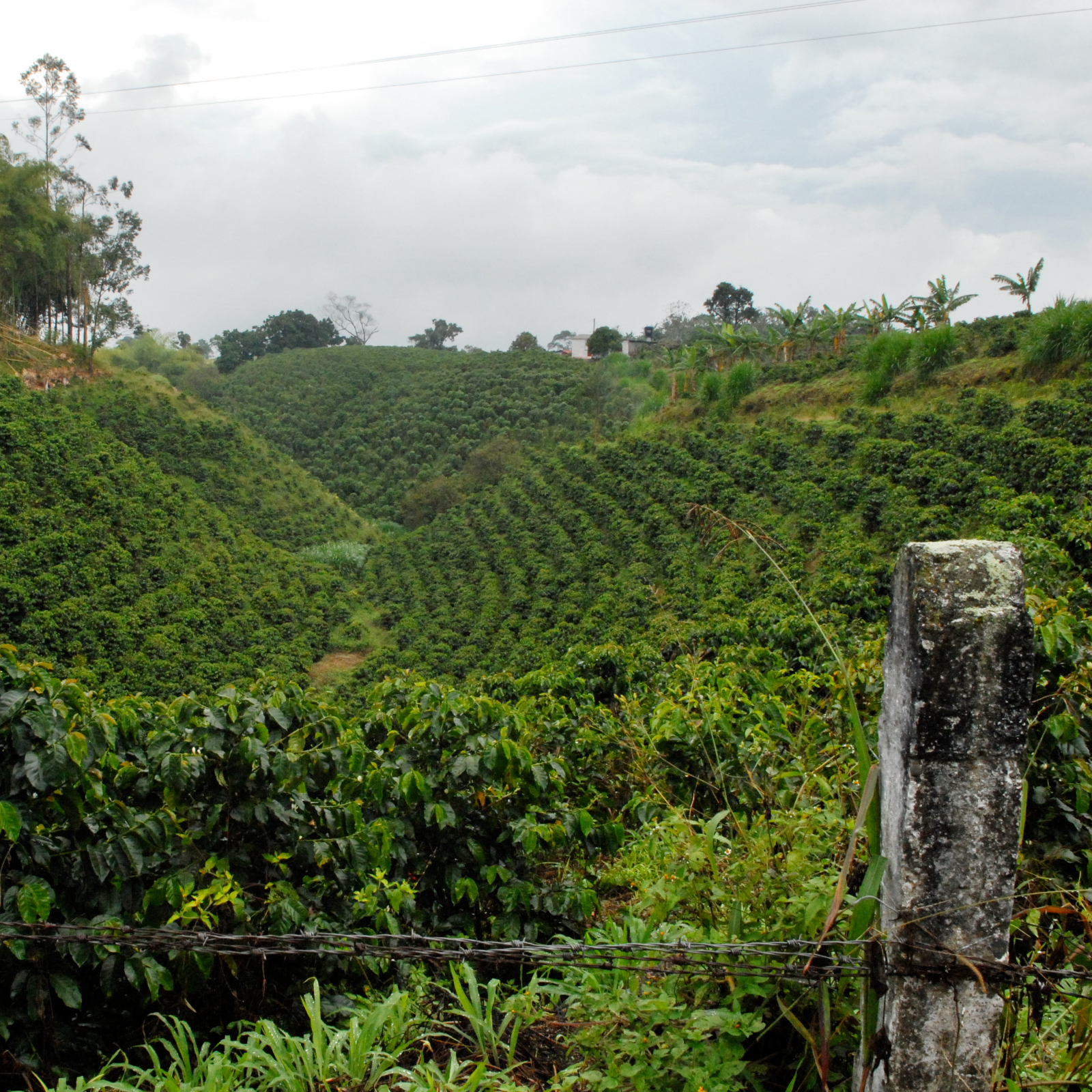 Colombie - Quindio - La Primavera – Image 7