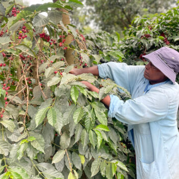Une femme portant un chapeau bleu et une blouse bleue récolte des cerises de café rouges sur un arbuste de caféier en agroforesterie
