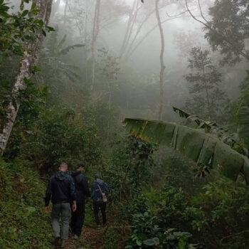 Trois personnes randonnent sur un sentier étroit à travers une forêt tropicale brumeuse, avec des arbres luxuriants et des feuilles de bananier, évoquant le terroir de la Sierra Nevada