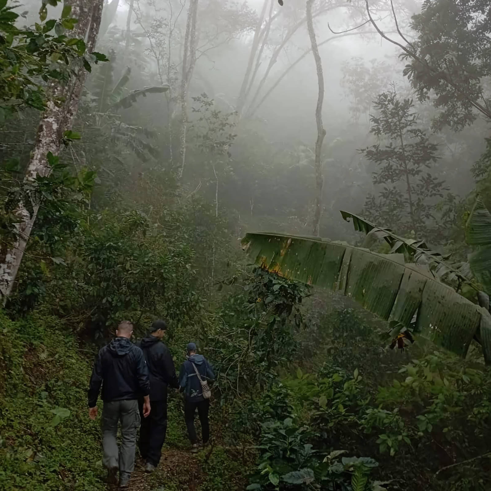Trois personnes randonnent sur un sentier étroit à travers une forêt tropicale brumeuse, avec des arbres luxuriants et des feuilles de bananier, évoquant le terroir de la Sierra Nevada