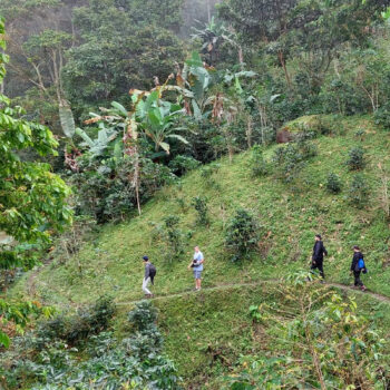 Trois personnes marchent sur un sentier étroit à travers une plantation de café verdoyante en pente dans la Sierra Nevada, Colombie