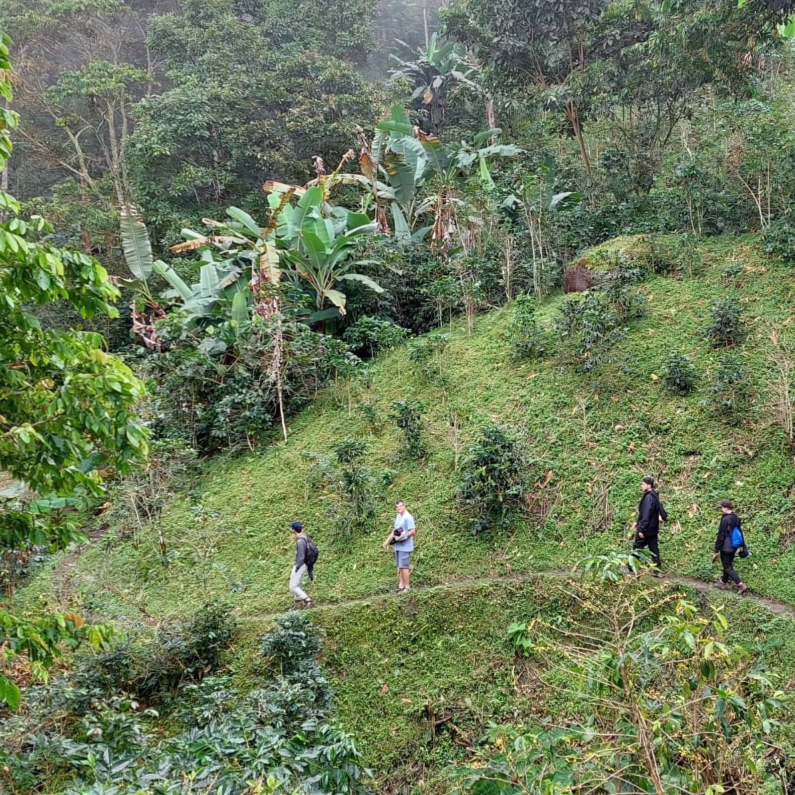 Trois personnes marchent sur un sentier étroit à travers une plantation de café verdoyante en pente dans la Sierra Nevada, Colombie