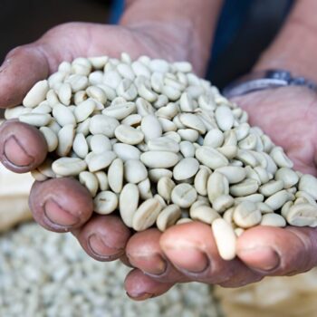 Mains tenant une poignée de grains de café verts non torréfiés, issus de l'altitude du Nicaragua