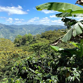 Paysage de montagnes verdoyantes au Nicaragua, avec des plantations de café et des bananiers au premier plan, sous un ciel bleu et nuageux