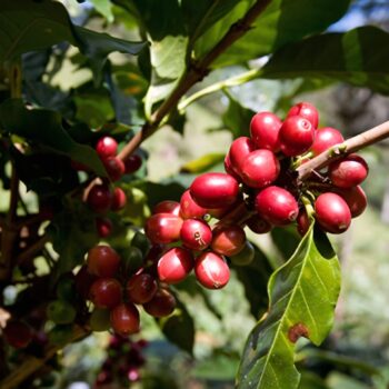 Cerises de café rouges mûres sur une branche d'un caféier, avec des feuilles vertes luxuriantes en arrière-plan, illustrant le terroir du Nicaragua