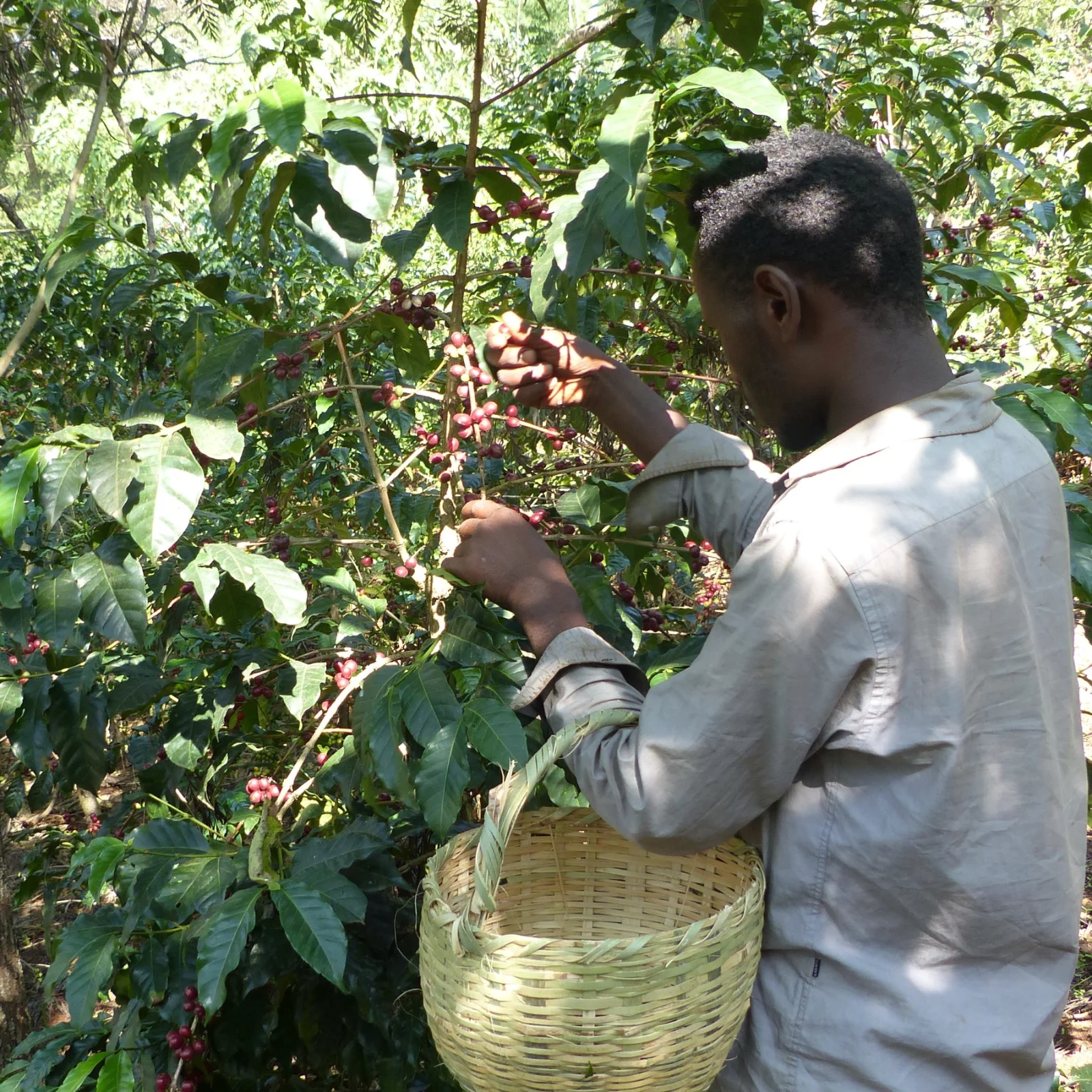 Un homme récolte des cerises de café rouges sur un arbuste, avec un panier en osier à sa gauche. Le café est cultivé dans une forêt ombragée.