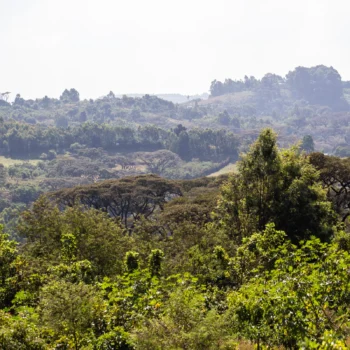 Paysage de collines verdoyantes et boisées en Éthiopie, avec des arbres denses et un ciel légèrement brumeux, évoquant le terroir du café Jimma Gomma