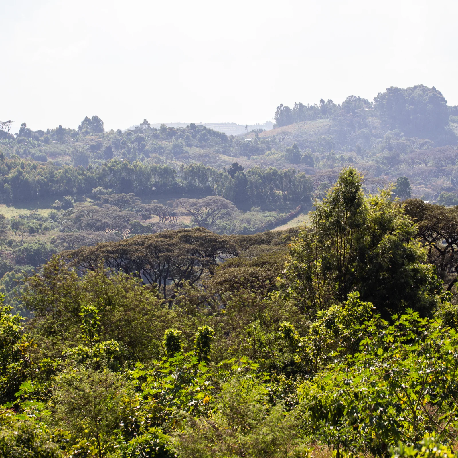 Paysage de collines verdoyantes et boisées en Éthiopie, avec des arbres denses et un ciel légèrement brumeux, évoquant le terroir du café Jimma Gomma