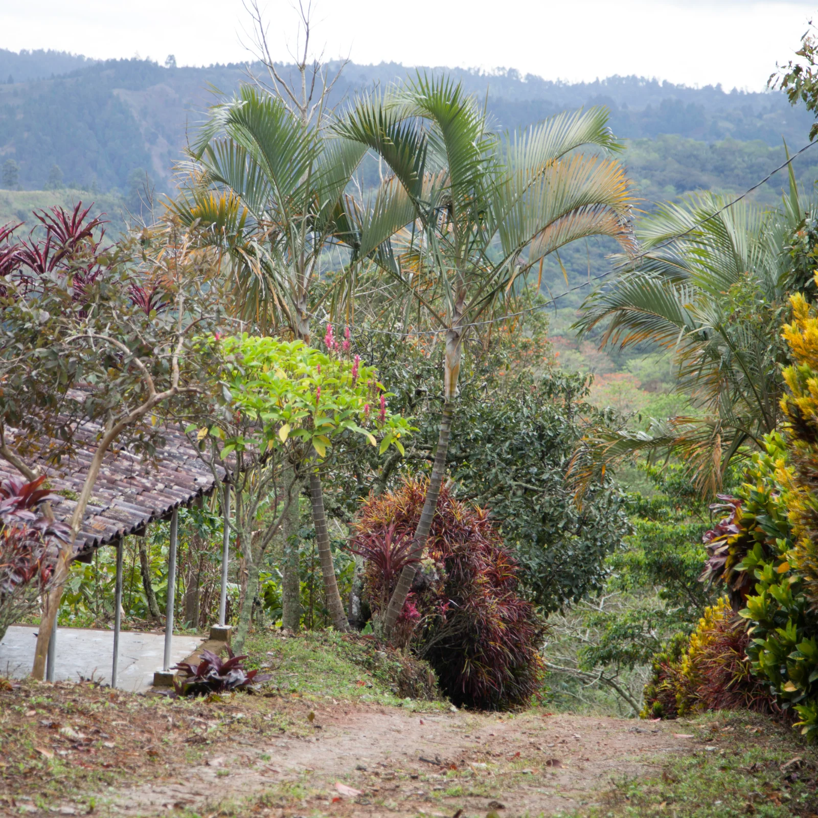 Sentier menant à une plantation entourée de palmiers et de végétation tropicale luxuriante en montagne