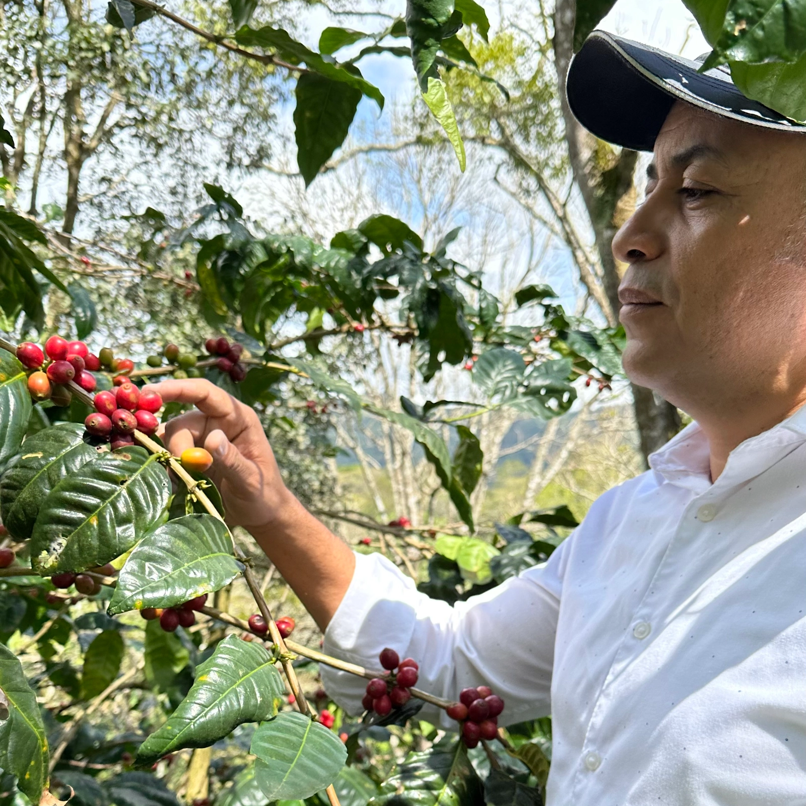 Producteur examinant des cerises de café rouges et mûres sur un arbre dans une plantation