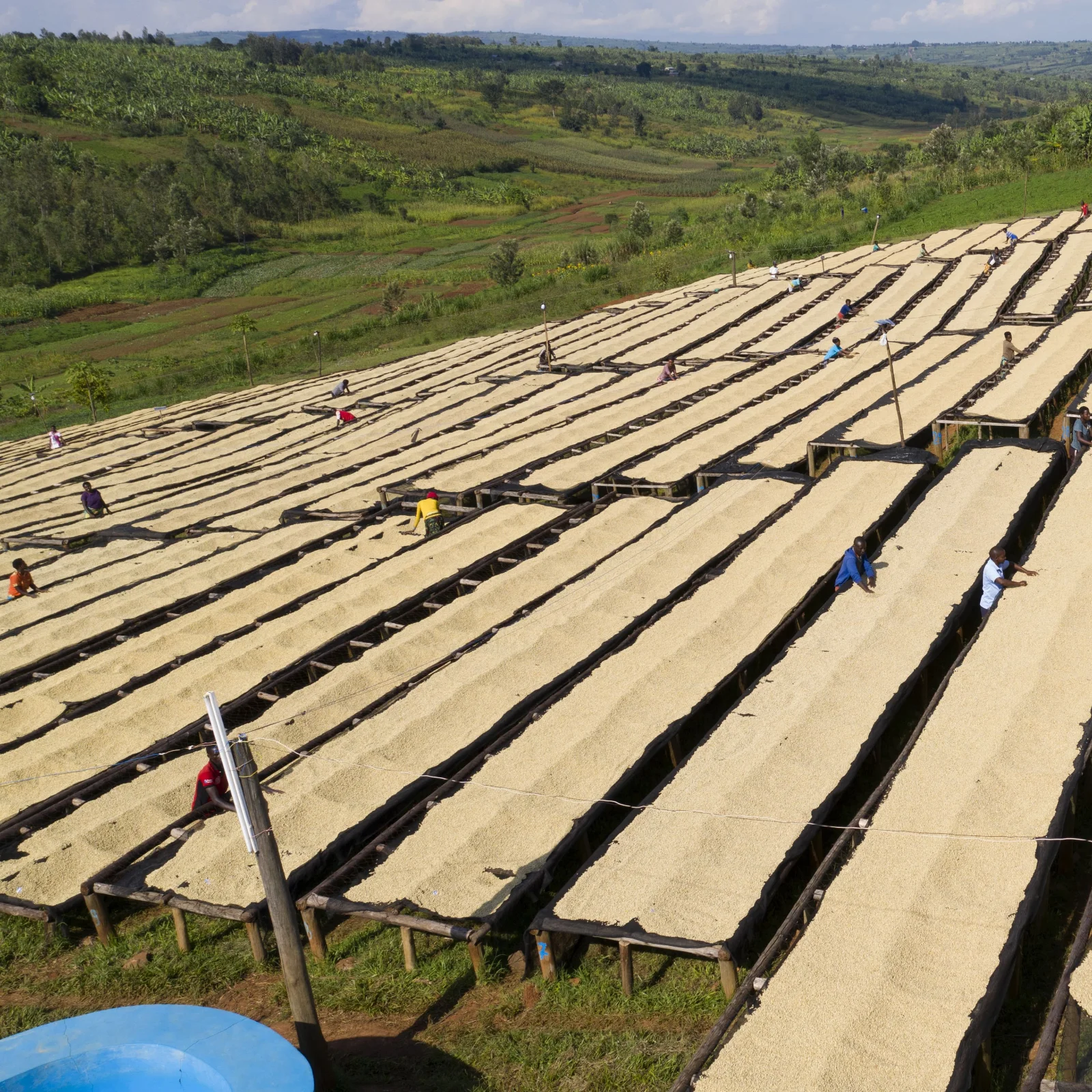 Travailleurs agricoles étalant des grains de café sur de longs lits de séchage en plein air dans une plantation située sur une colline verdoyante