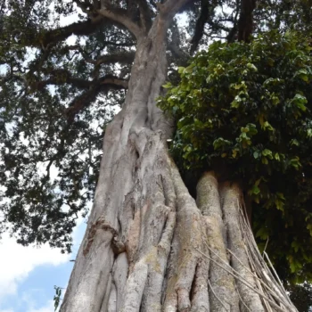 Tronc massif d'un arbre centenaire avec une écorce grise et ridée, surmonté d'un feuillage dense et luxuriant sous un ciel bleu