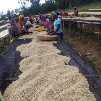 Femmes triant manuellement des grains de café Arabica sur des tables de séchage en plein air dans une plantation
