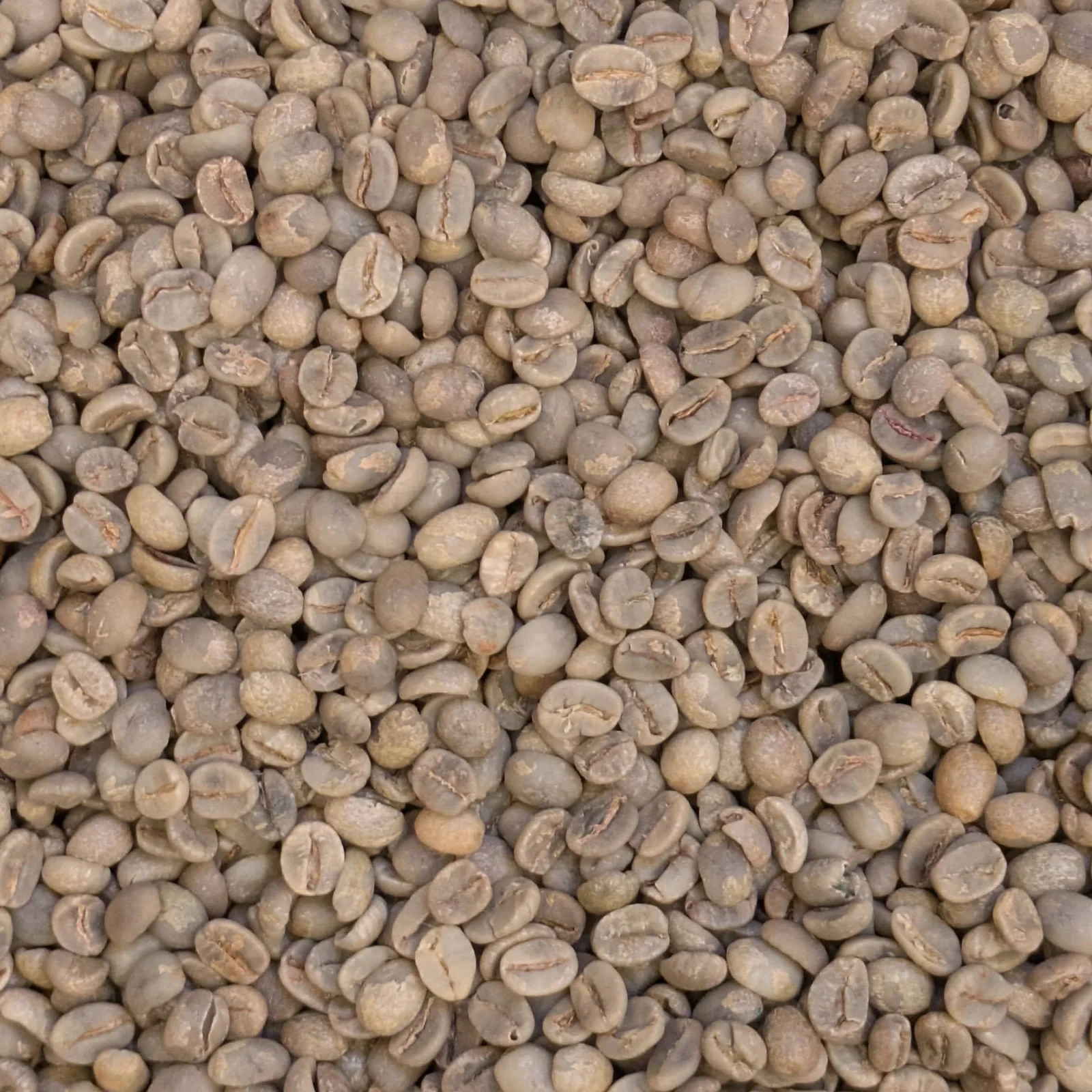 Grains verts non torréfiés en gros plan, issus du café Veludo du Cerrado brésilien.