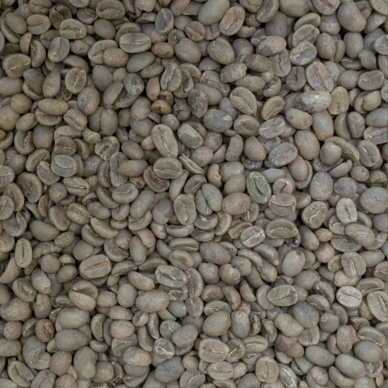 Vue rapprochée de grains de café vert non torréfiés pour le Cumbre de Colombie.
