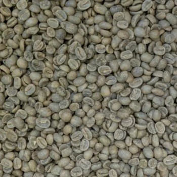 Vue rapprochée des grains crus du café Tico, originaire de la Vallée centrale au Costa Rica.
