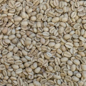 Gros plan de grains bruts du Malabar Moussonné, café vert de la région du Karnataka.