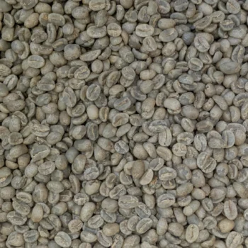 Gros plan de grains de café non torréfiés pour le café Maasaï de Kiambu, au Kenya.