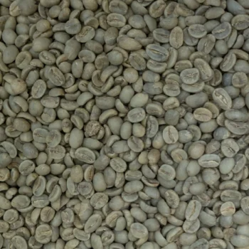 Gros plan de grains de café vert non torréfiés, associé au café El Santo du Veracruz.