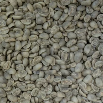 Grains de café vert Maragogype non torréfiés, photographiés en gros plan, du Nicaragua.