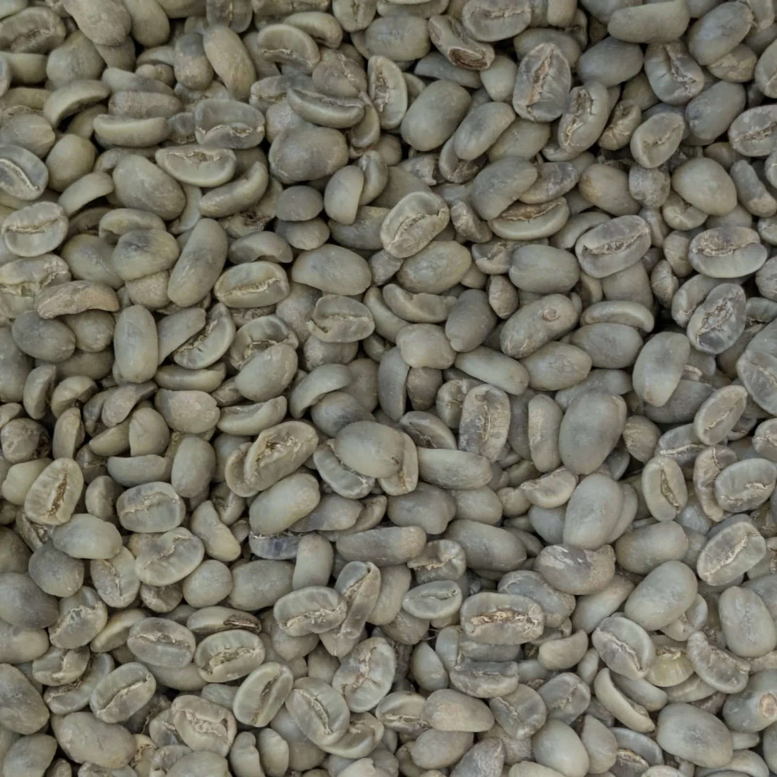 Grains de café vert Maragogype non torréfiés, photographiés en gros plan, du Nicaragua.